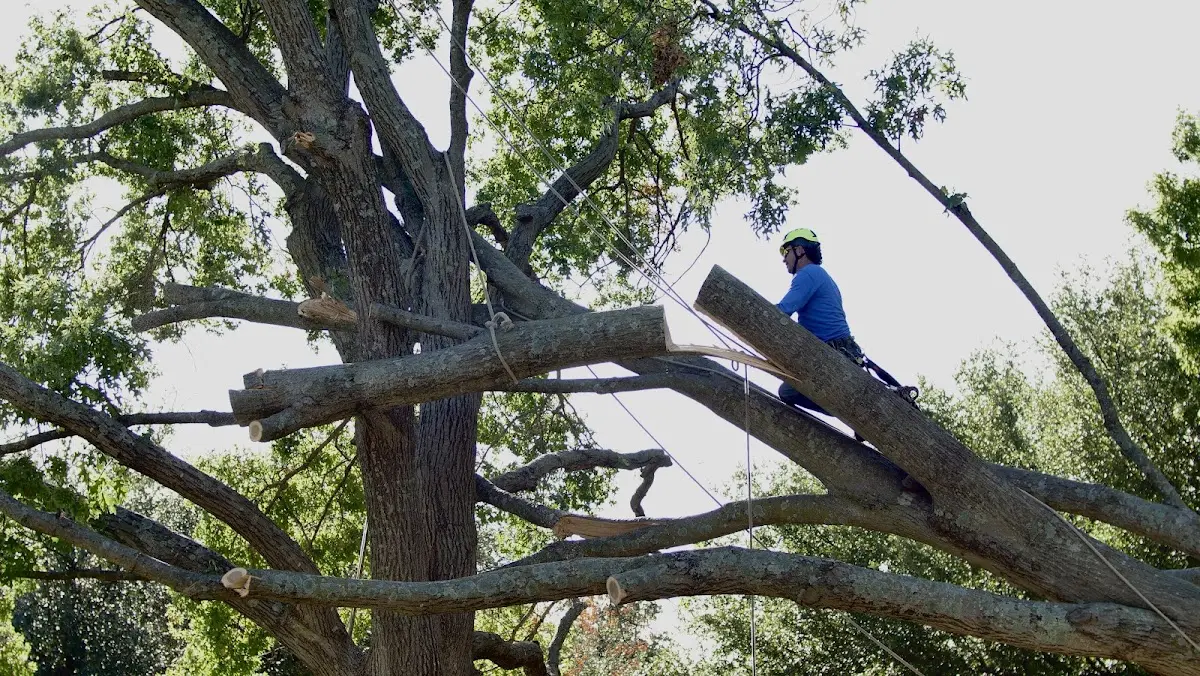 Professional Crown Thinning performed by certified arborists in San Juan