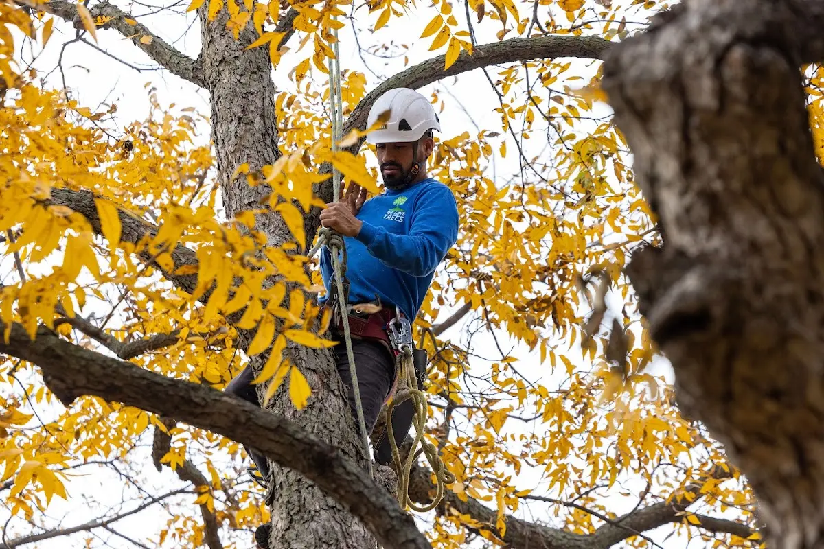 Skilled Tree Planing crew working in San Juan